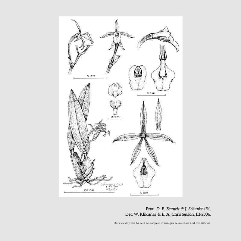 Trichopilia mesoperuviensis