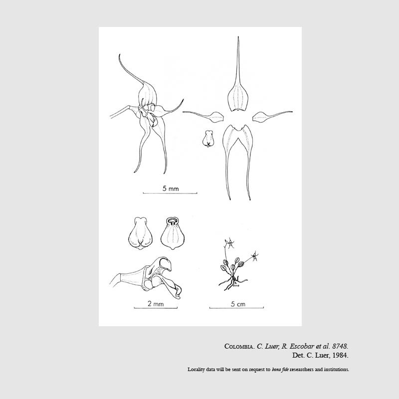 Trichosalpinx ballatrix