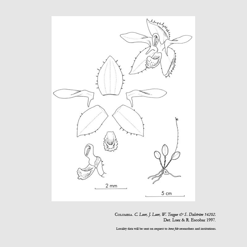 Trichosalpinx ectopa
