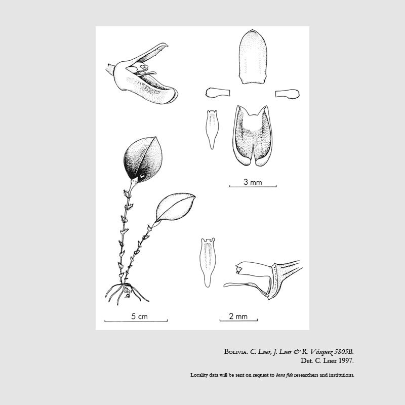 Trichosalpinx psilantha