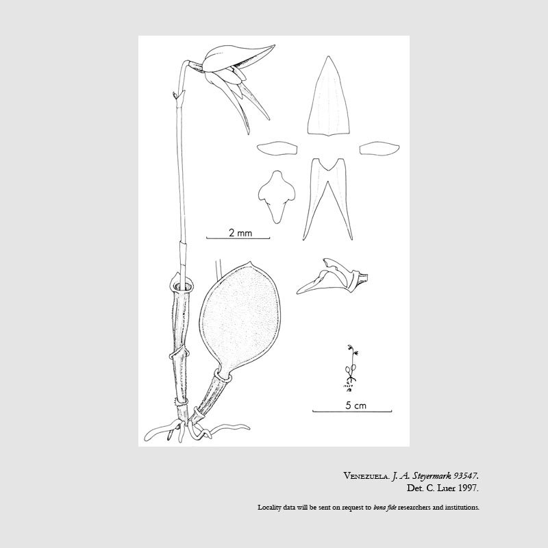 Trichosalpinx steyermarkii