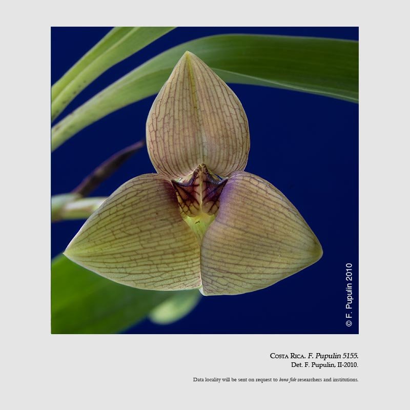 Trigonidium lankesteri