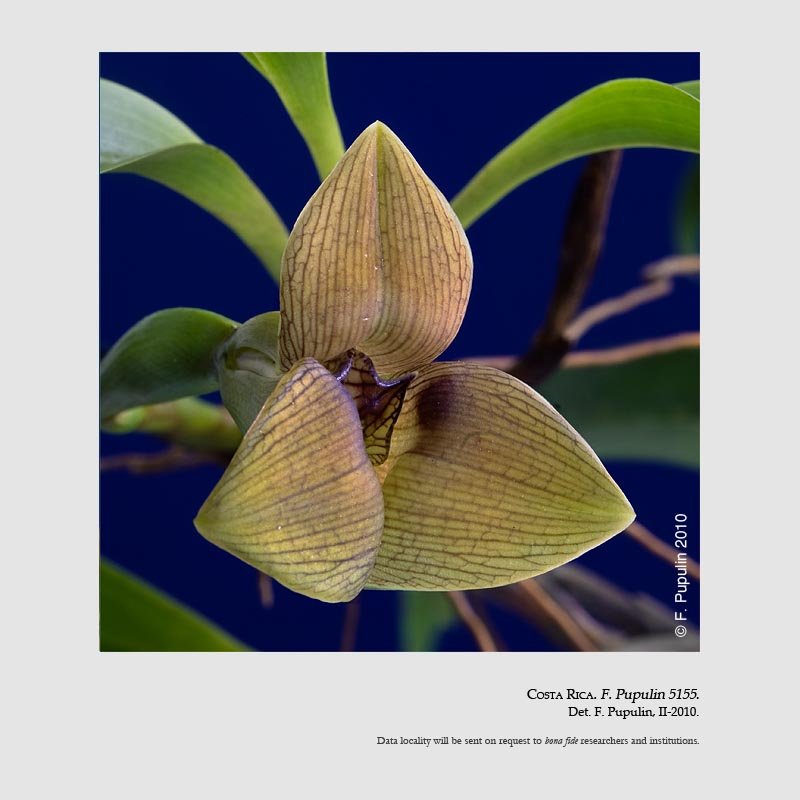 Trigonidium lankesteri