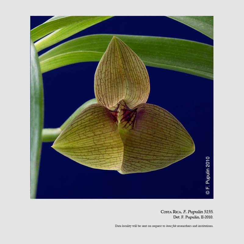 Trigonidium lankesteri