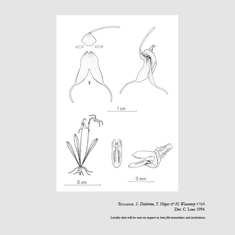 Trisetella dalstroemii