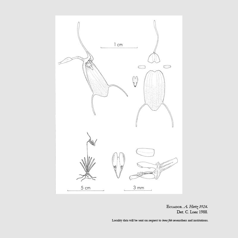 Trisetella fissidens