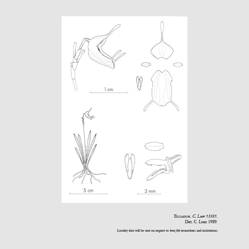 Trisetella sororia