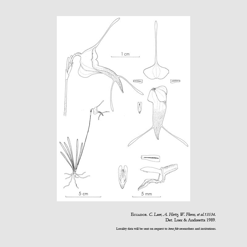 Trisetella strumosa