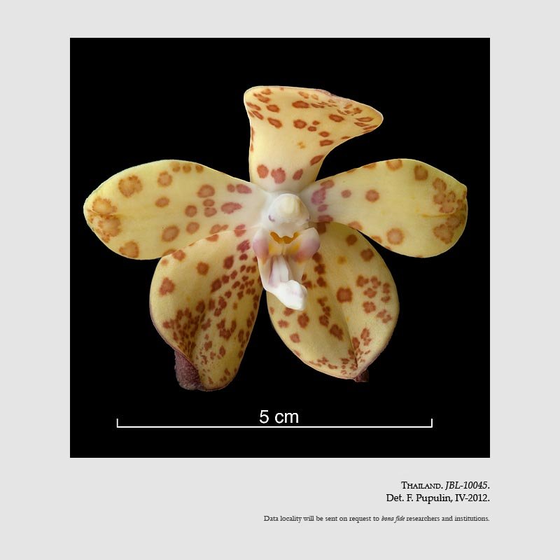 Vandopsis gigantea