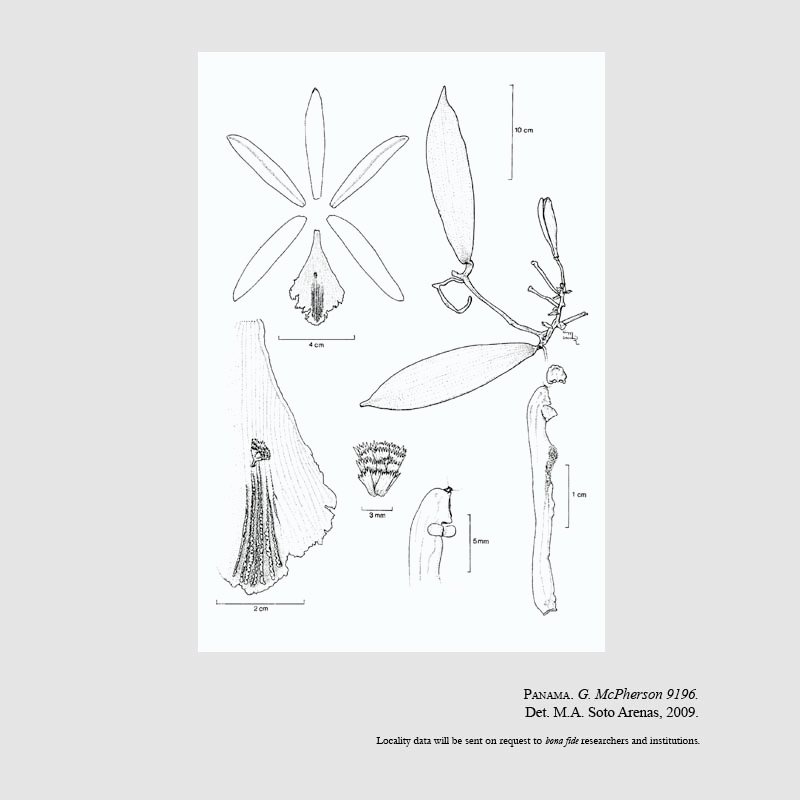 Vanilla dressleri