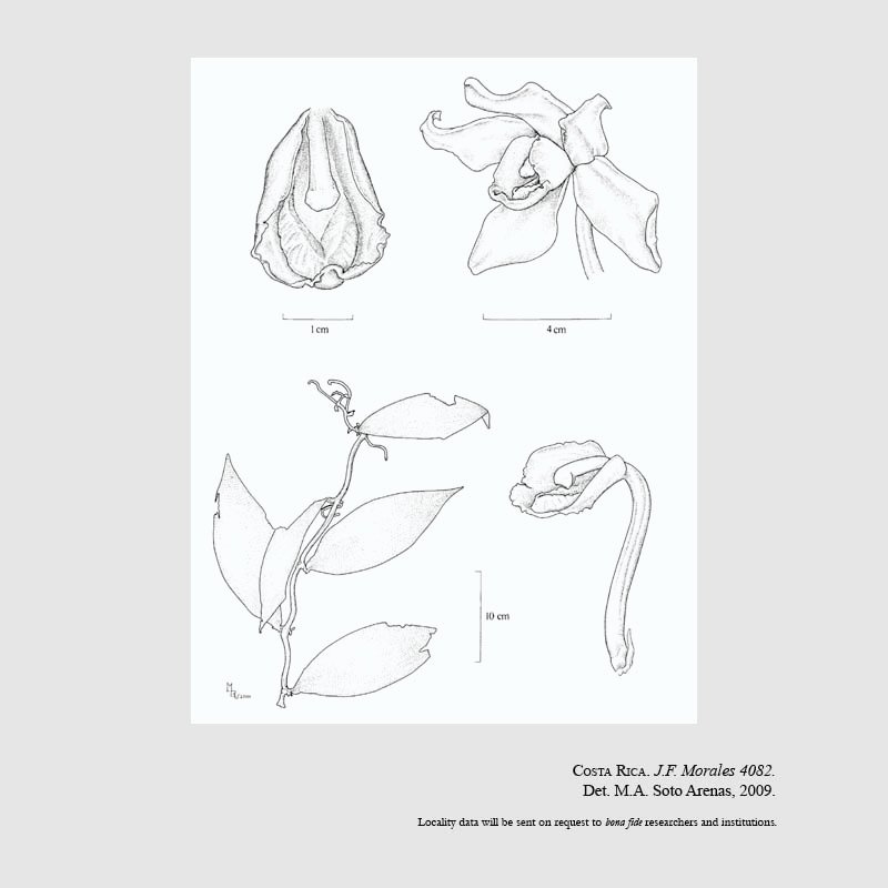 Vanilla sarapiquensis
