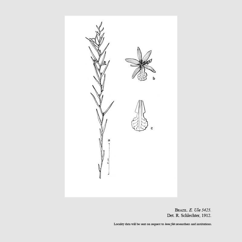 Xerorchis amazonica