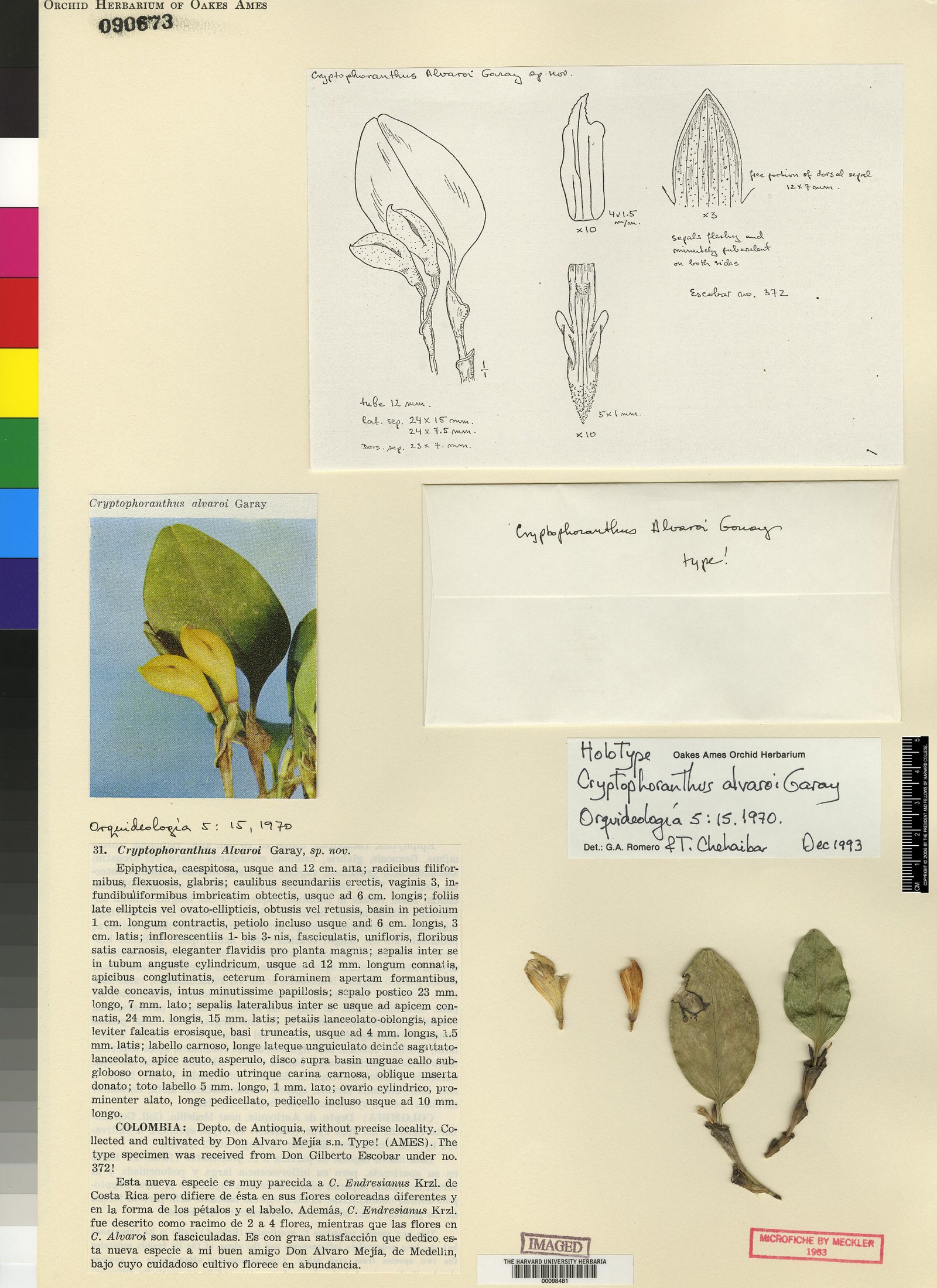 EPIDENDRA .:. Cryptophoranthus alvaroi