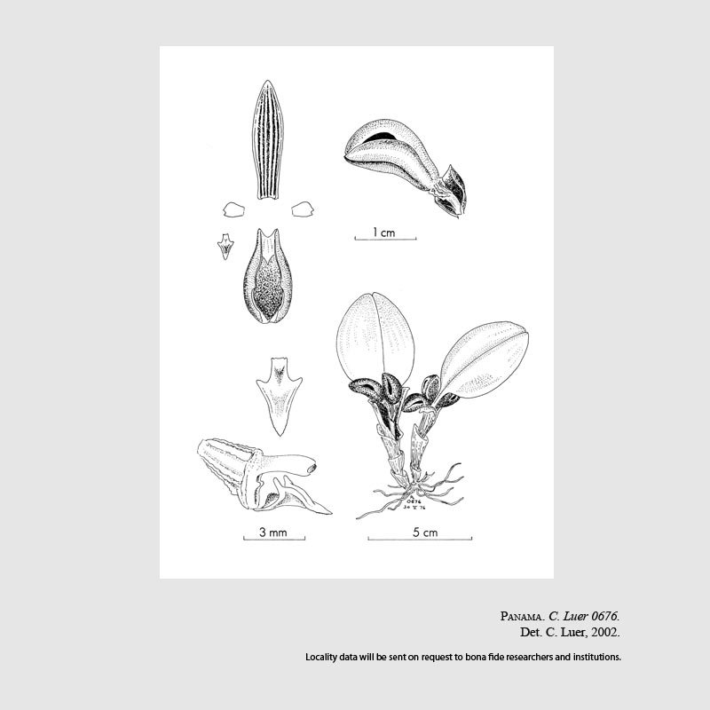 Zootrophion williamsii